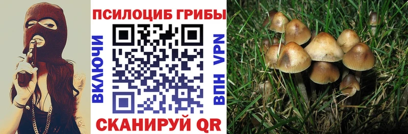 Галлюциногенные грибы Psilocybe  Спасск 